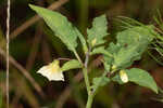 Cutleaf groundcherry